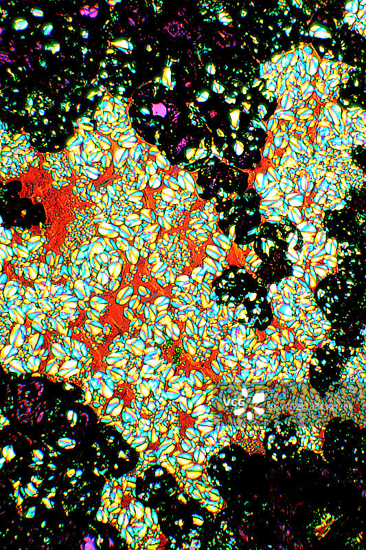 马铃薯中的淀粉颗粒，光学显微照片图片素材