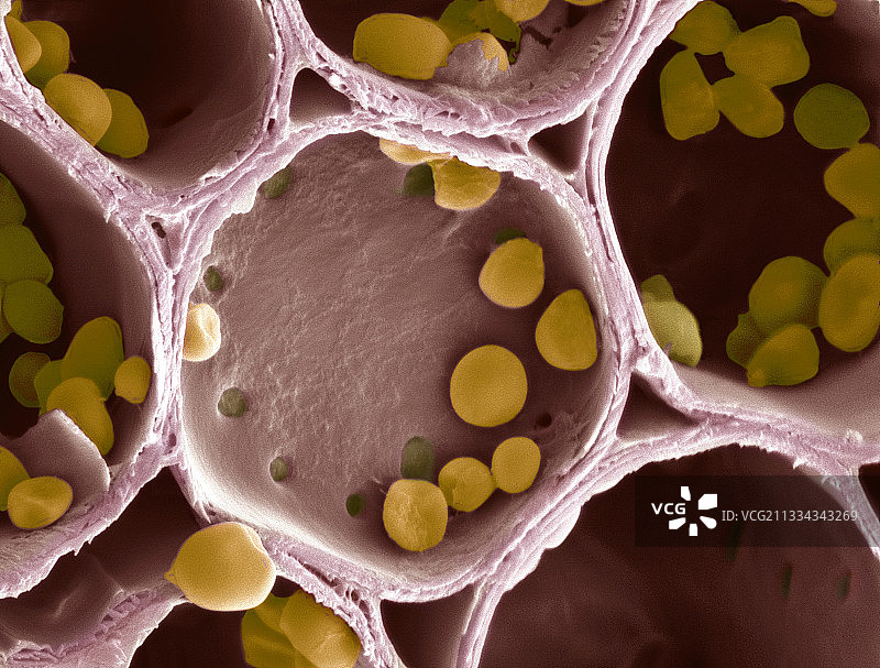 淀粉颗粒，扫描电镜图片素材