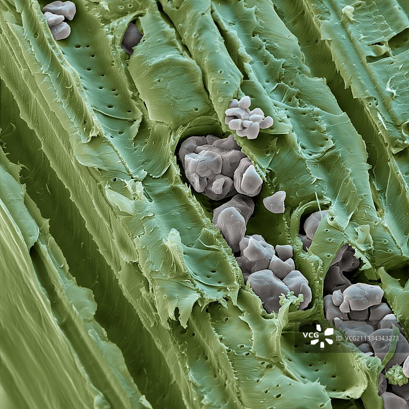 淀粉颗粒，扫描电镜图片素材