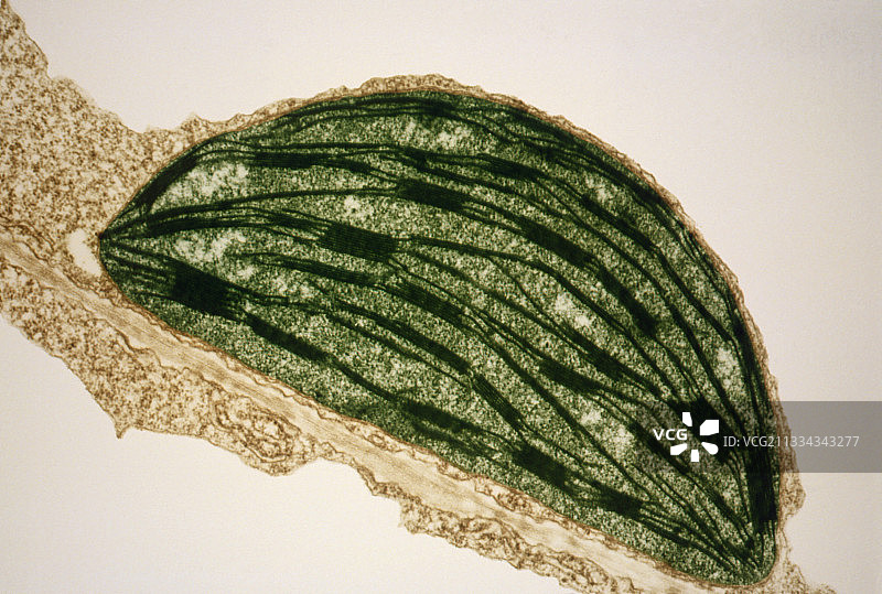 烟草叶片中叶绿体的透射电子显微镜图像图片素材