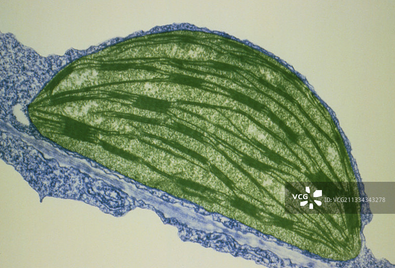 烟草叶片叶绿体的透射电镜图片素材