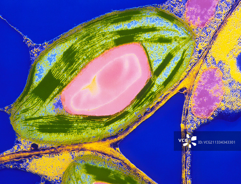 彩叶草叶片的叶绿体图片素材