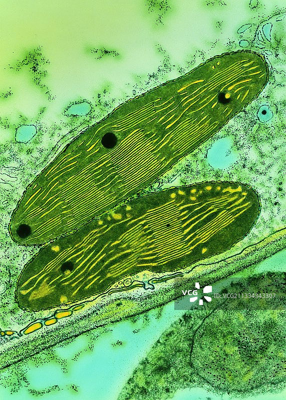 豌豆叶绿体的透射电镜图图片素材
