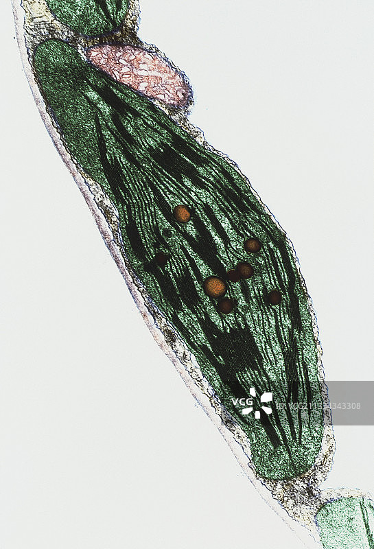 番茄叶绿体透射电镜图图片素材