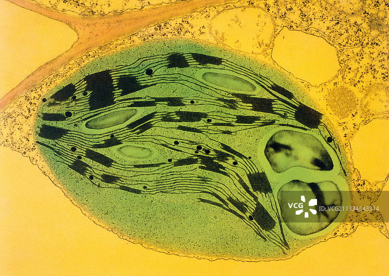 叶绿体图片素材