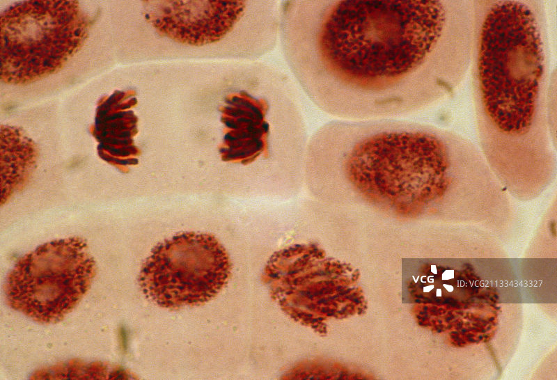 大蒜根尖细胞有丝分裂的光学显微镜图图片素材