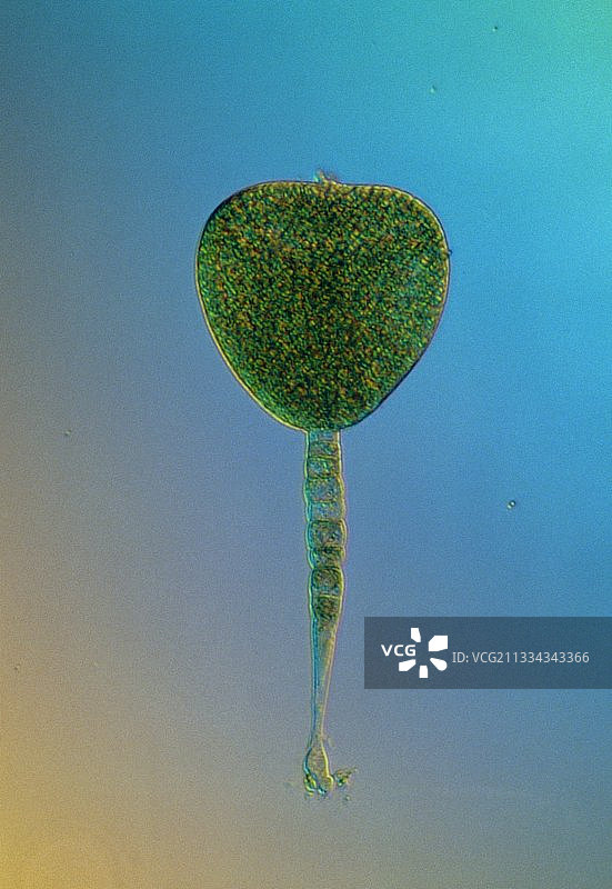芜菁心形胚胎的光学显微镜图图片素材