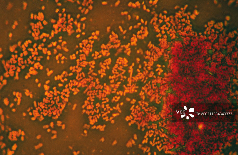 霍乱弧菌图片素材