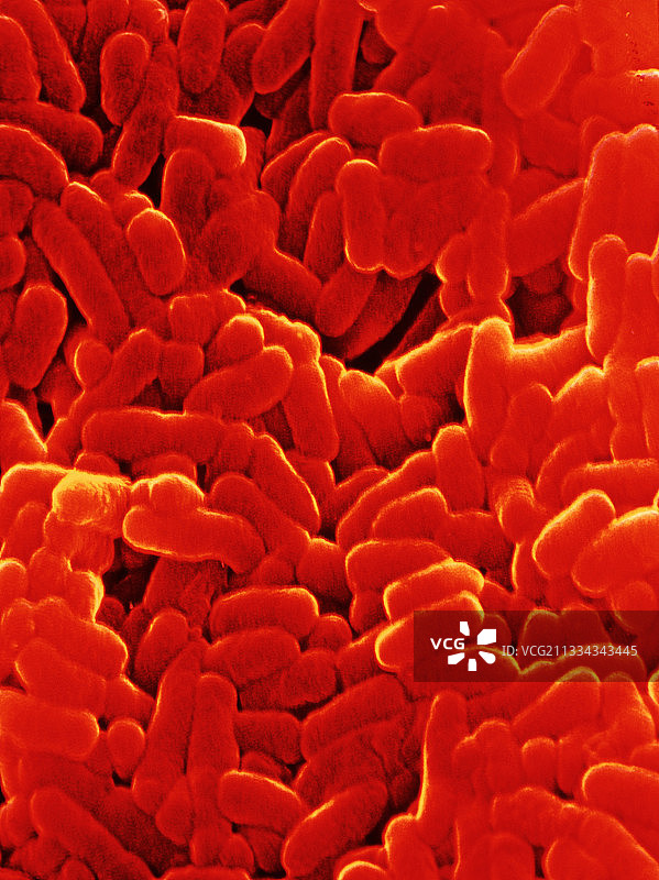 结核分枝杆菌图片素材