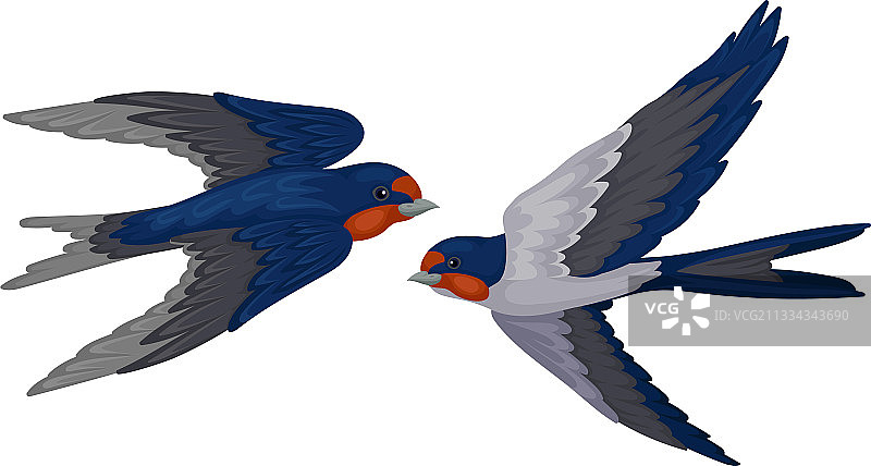 雀形目长尾燕子图片素材