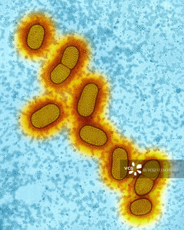 口腔细菌，TEM图片素材
