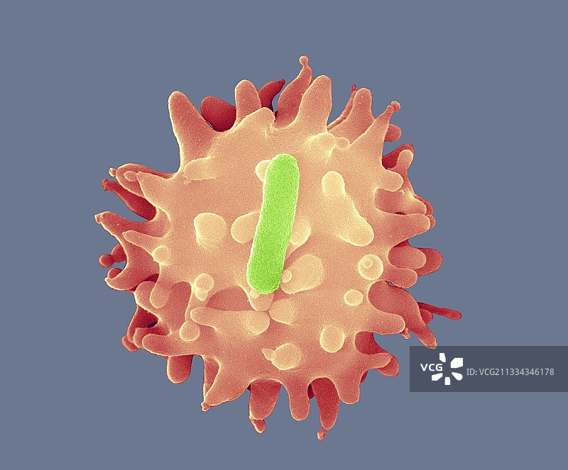 志贺氏菌属细菌扫描电镜图图片素材