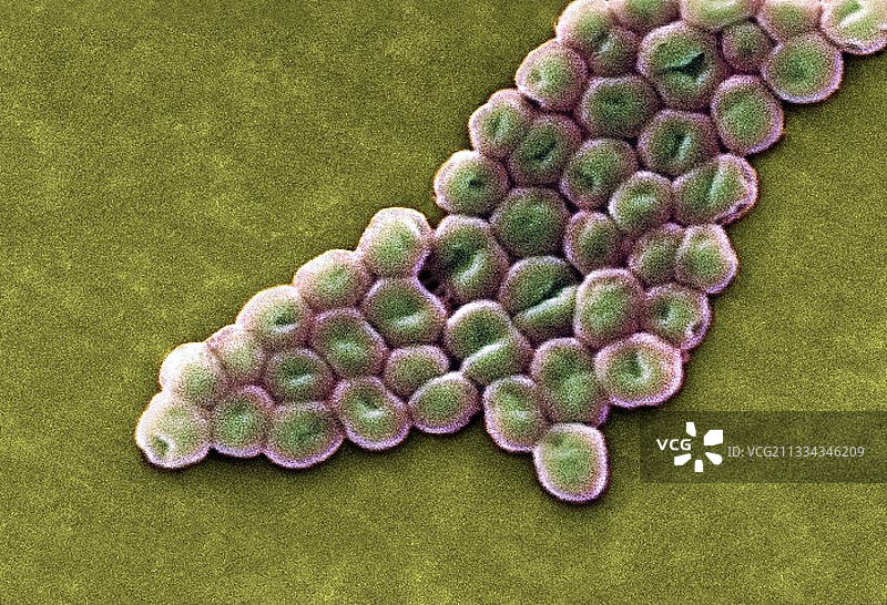 鲍曼不动杆菌（扫描电镜图）图片素材