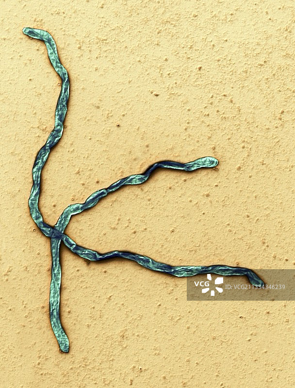 疏螺旋菌细菌，透射电子显微镜图片素材