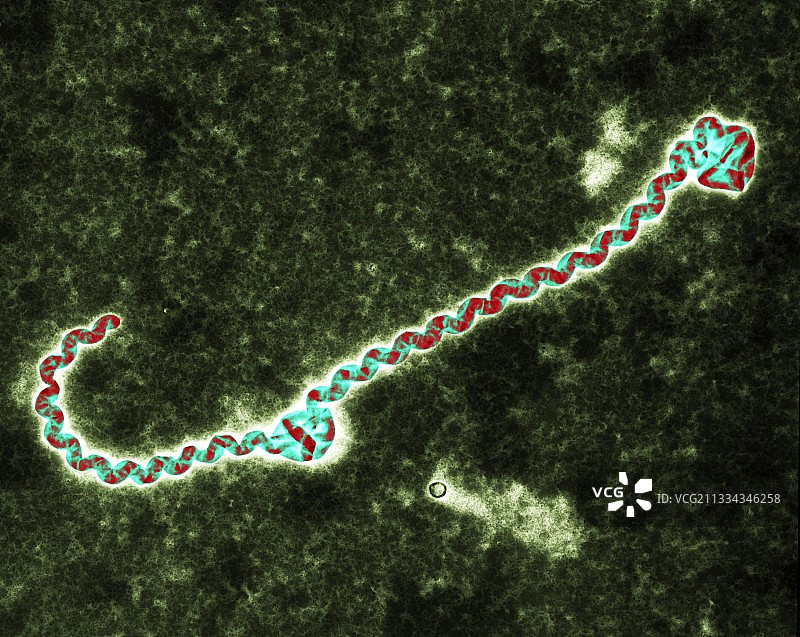 钩端螺旋体细菌（透射电镜）图片素材