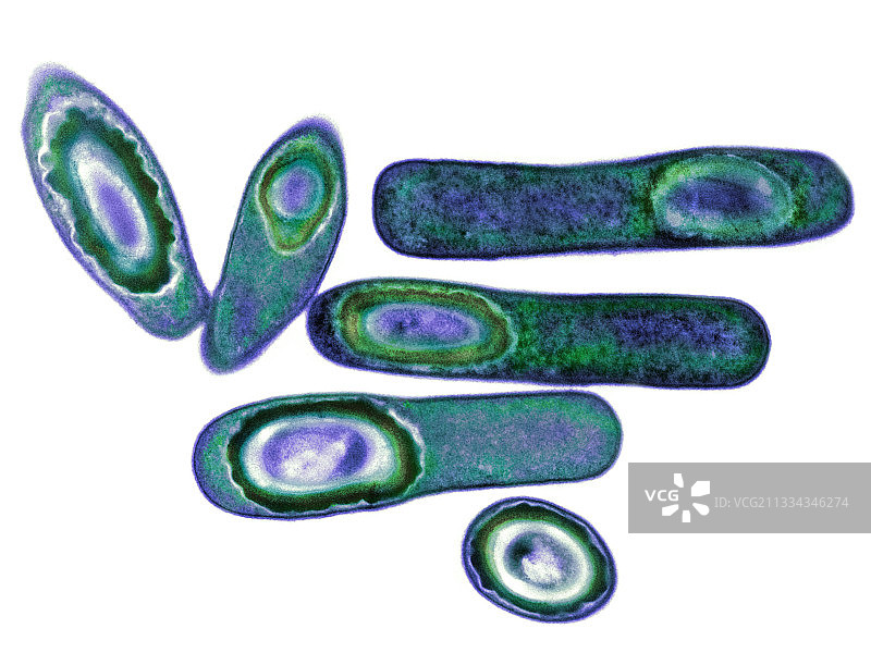 艰难梭菌，透射电子显微镜图图片素材