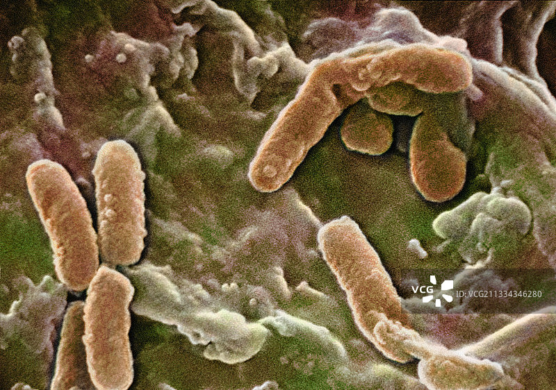 铜绿假单胞菌（扫描电子显微镜）图片素材