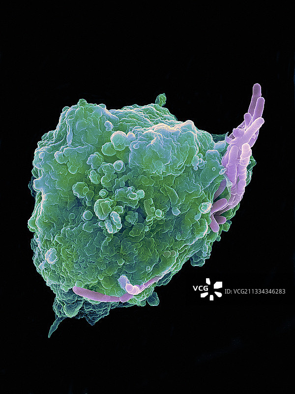 感染巨噬细胞的细菌，扫描电子显微镜图图片素材