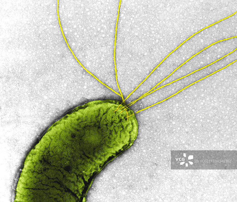 普通变形杆菌，透射电镜图片素材
