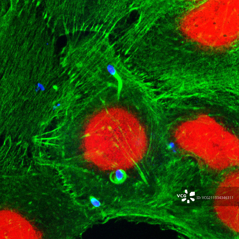 大肠杆菌和志贺氏菌图片素材