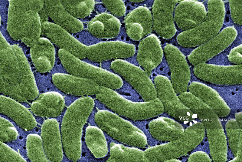 创伤弧菌细菌，扫描电子显微镜图片素材