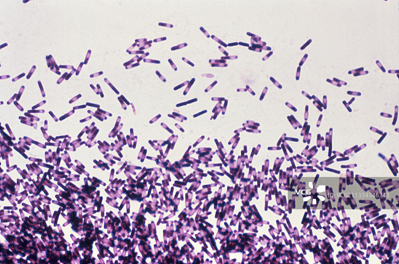 艰难梭菌图片素材