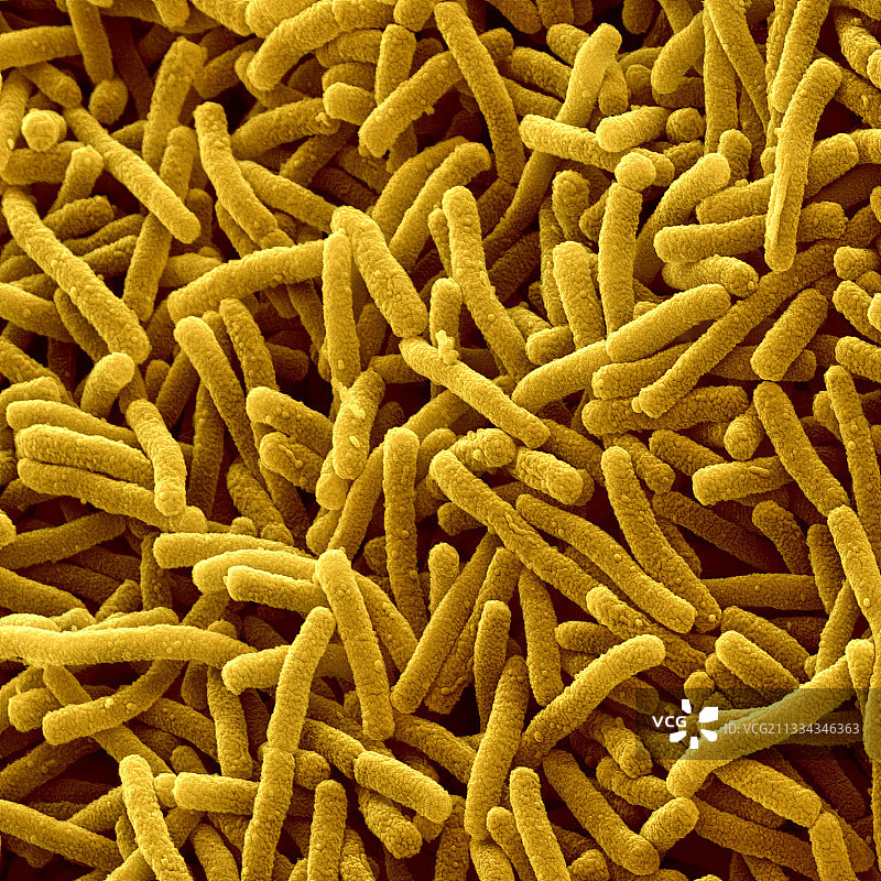 粘球菌，扫描电镜图片素材