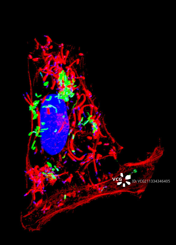 感染HeLa细胞的李斯特菌图片素材
