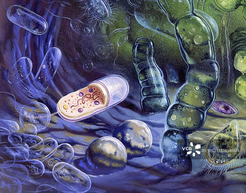 原始细菌图片素材