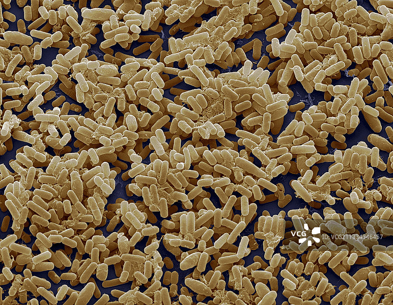 枯草芽孢杆菌细菌扫描电镜图片素材