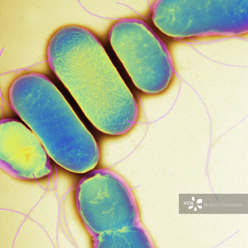 沙门氏菌（TEM）图片素材