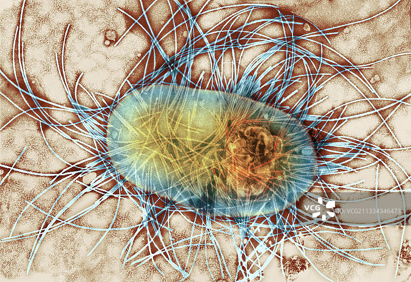 肠道细菌TEM图片素材