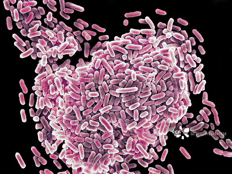 沙门氏菌，扫描电镜图片素材