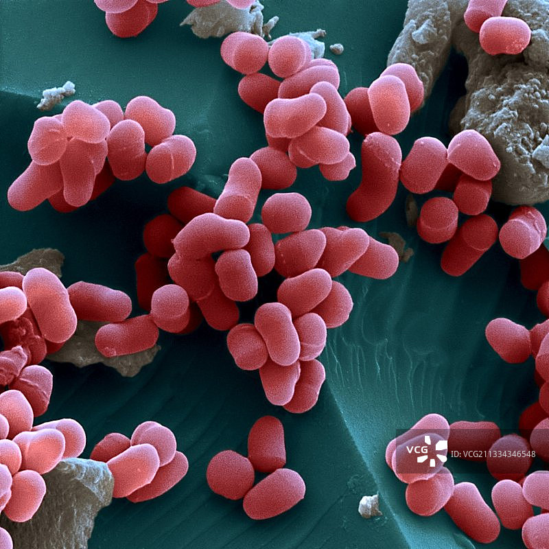 结晶节杆菌扫描电镜图图片素材