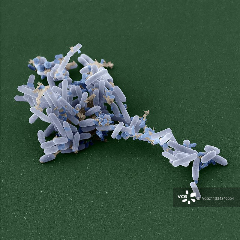 短小芽孢杆菌扫描电镜图图片素材