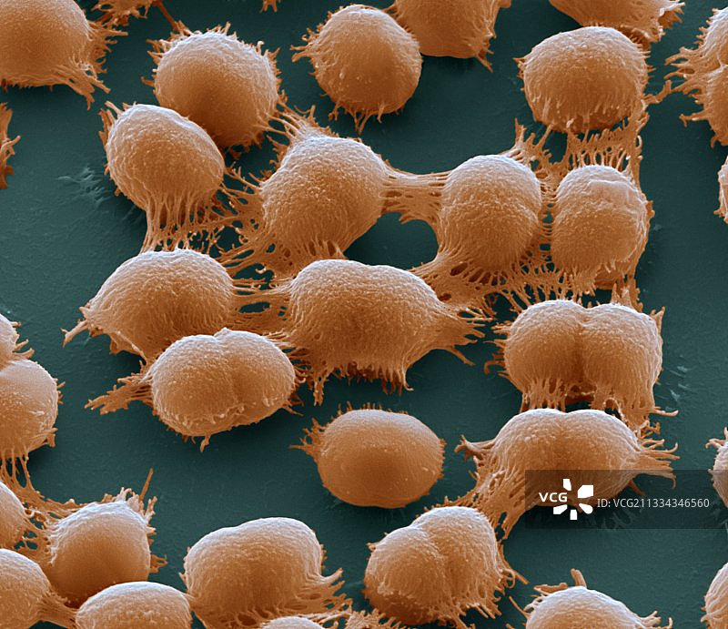 凝结芽孢杆菌扫描电镜图图片素材