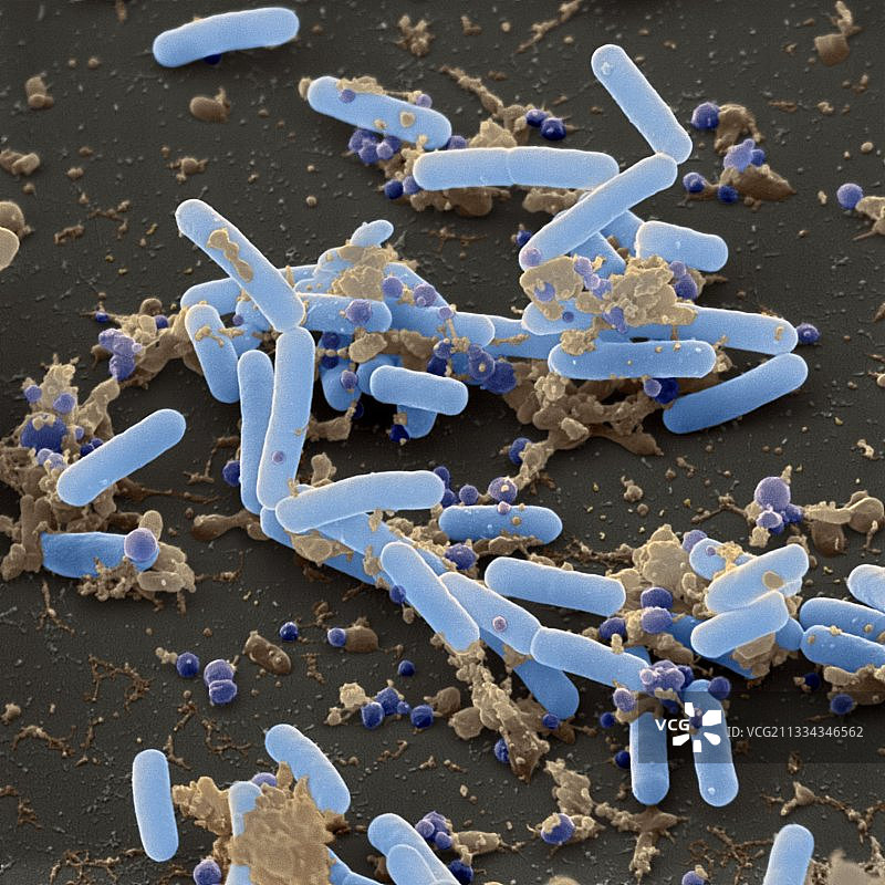 短小芽孢杆菌扫描电镜图图片素材