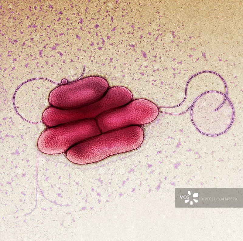 马尔托ophilic鞘氨醇杆菌细菌透射电镜图图片素材