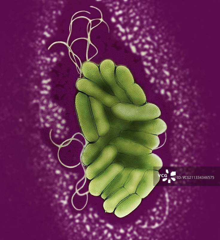 嗜麦芽寡糖菌细菌（透射电镜）图片素材