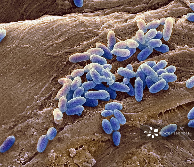 铜绿假单胞菌（扫描电子显微镜）图片素材