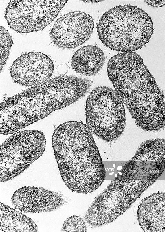 大肠杆菌的TEM图图片素材
