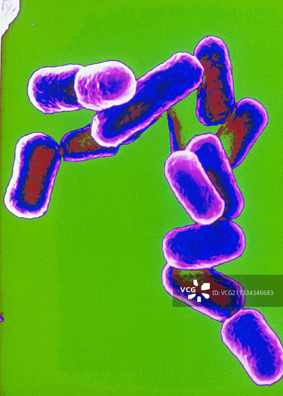 大肠杆菌的彩色扫描电镜图像图片素材