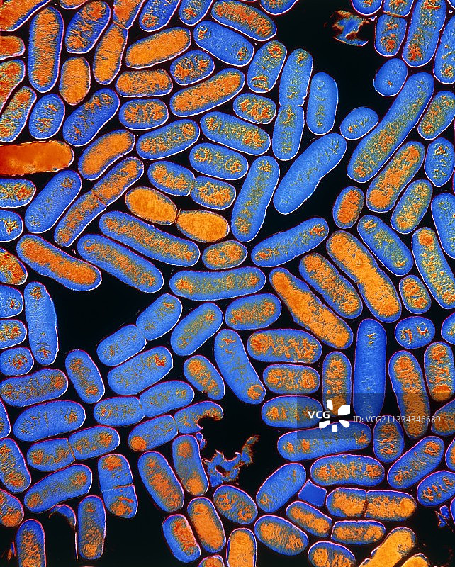 大肠杆菌的彩色透射电镜照片图片素材