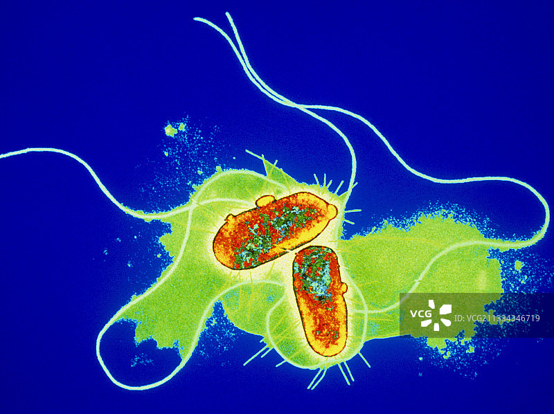 大肠杆菌的彩色透射电镜照片图片素材