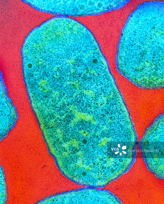 大肠杆菌0111细菌图片素材