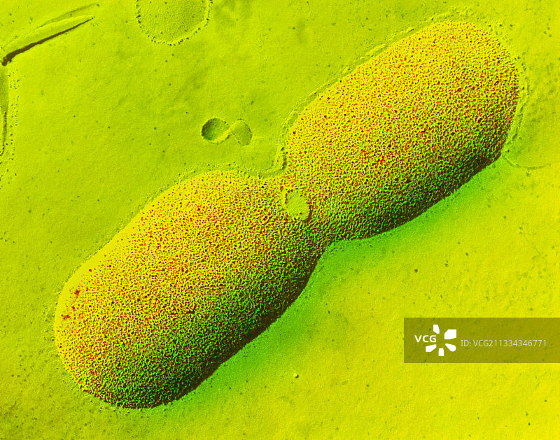大肠杆菌分裂图片素材