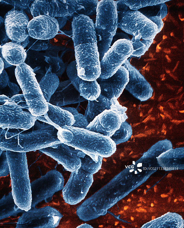 大肠杆菌，扫描电镜图片素材