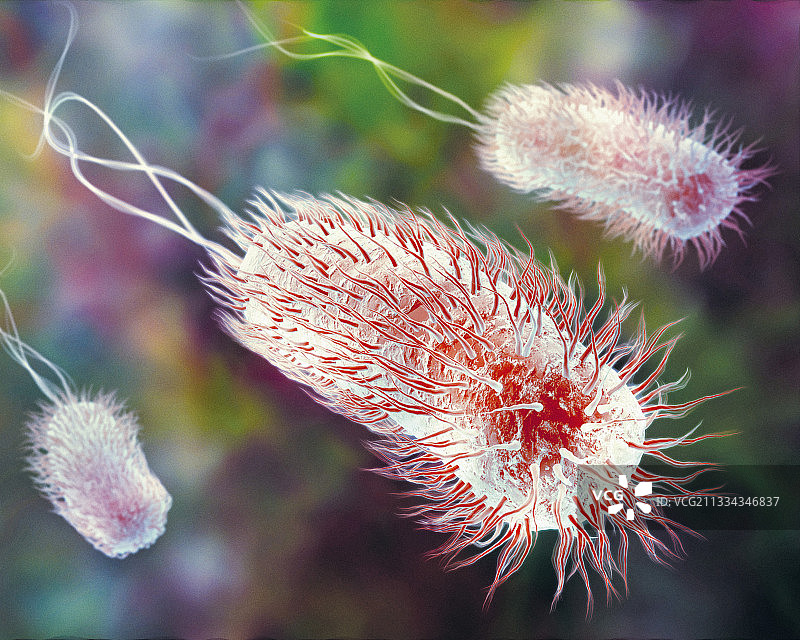 大肠杆菌图片素材