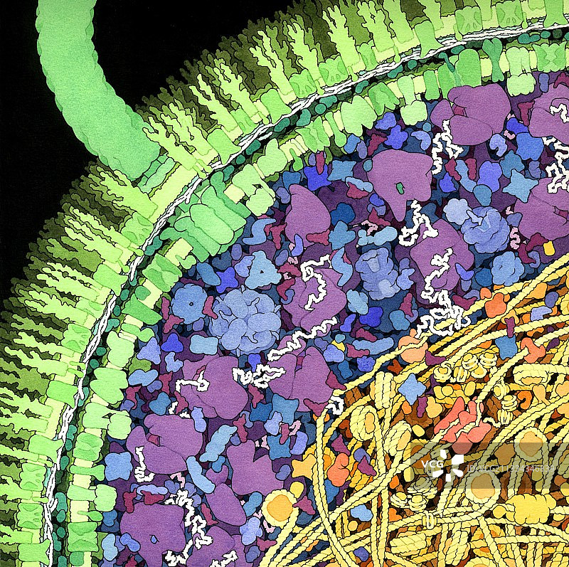 大肠杆菌艺术图图片素材