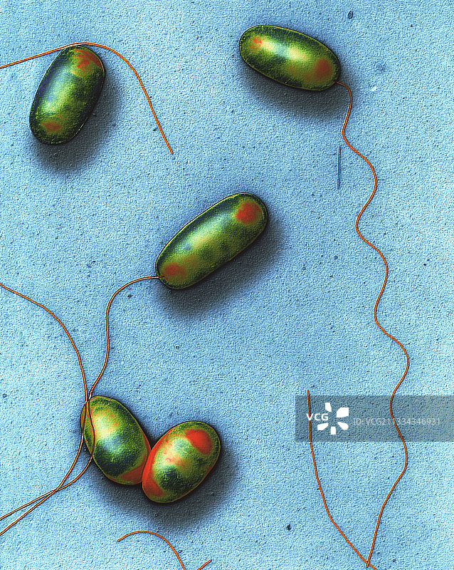 军团菌细菌图片素材